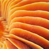 Close-up of gills of Meadow Waxcap - Hygrocybe pratensis - Scotland. October 2006. 